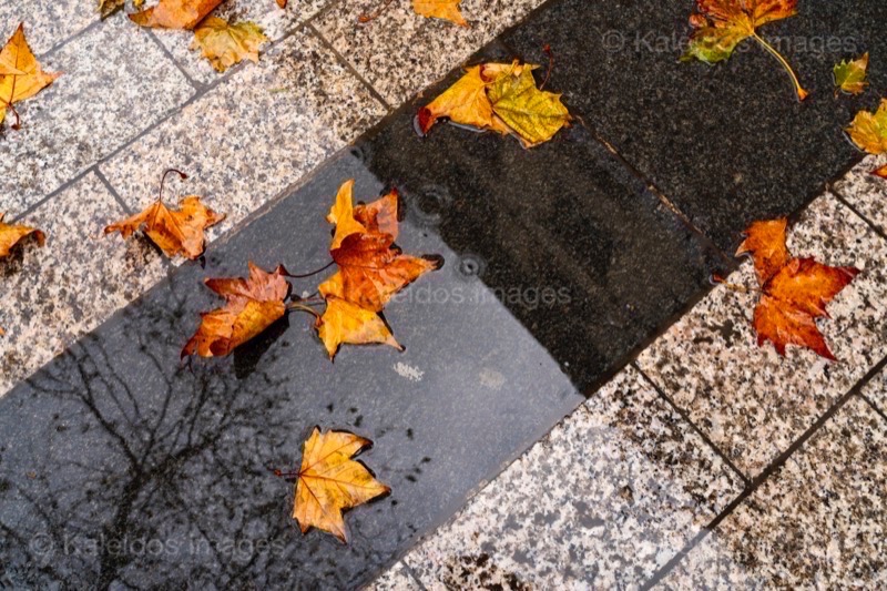 Automne;Autumn;Champs Elysees;Champs-Élysées;Fall;Feuilles;Feuilles mortes;Humide;Kaleidos;Kaleidos images;Leaves;Mouillé;Pluie;Rain;Tarek Charara;Wet